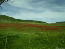 02 Rote Felder - der Mohn in Massen