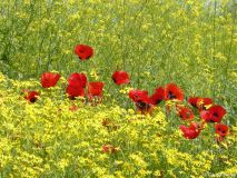 03 Mohn, Mohn, Mohn